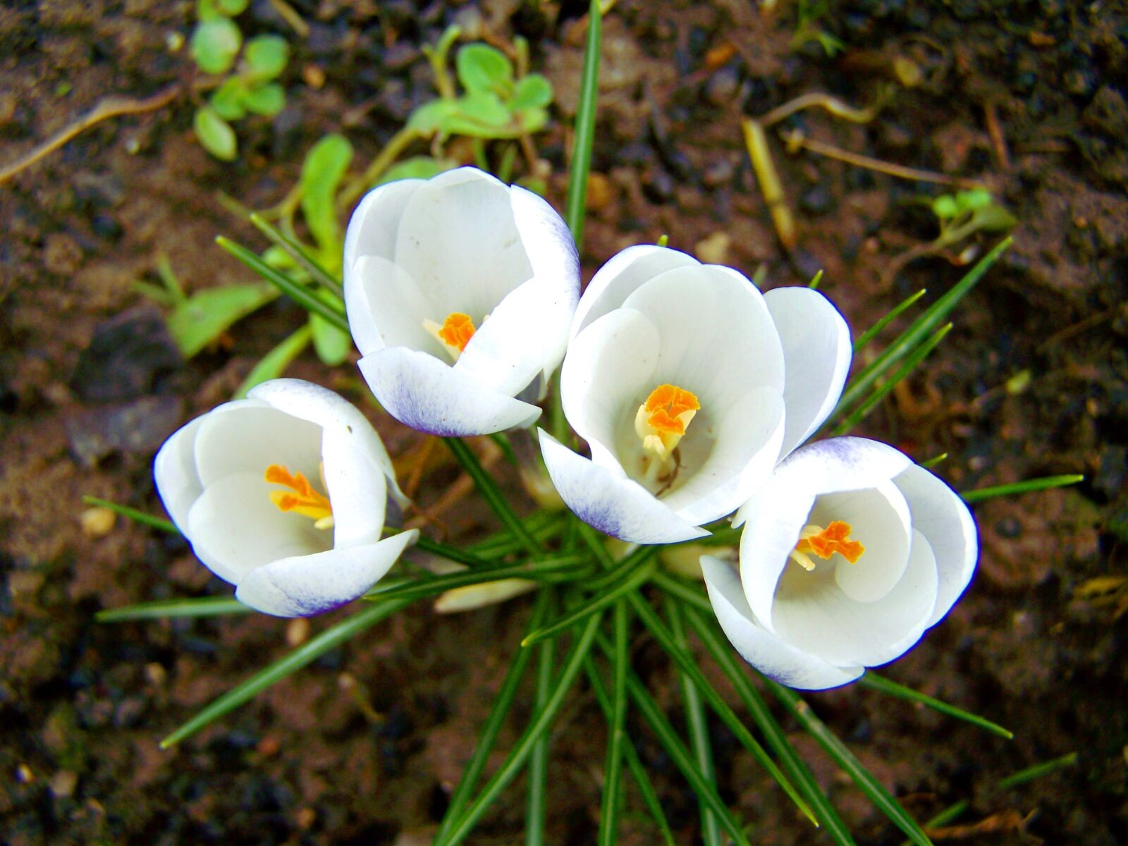 Kodak EASYSHARE ZD710 ZOOM DIGITAL CAMERA sample photo. Crocus, white flower, spring photography