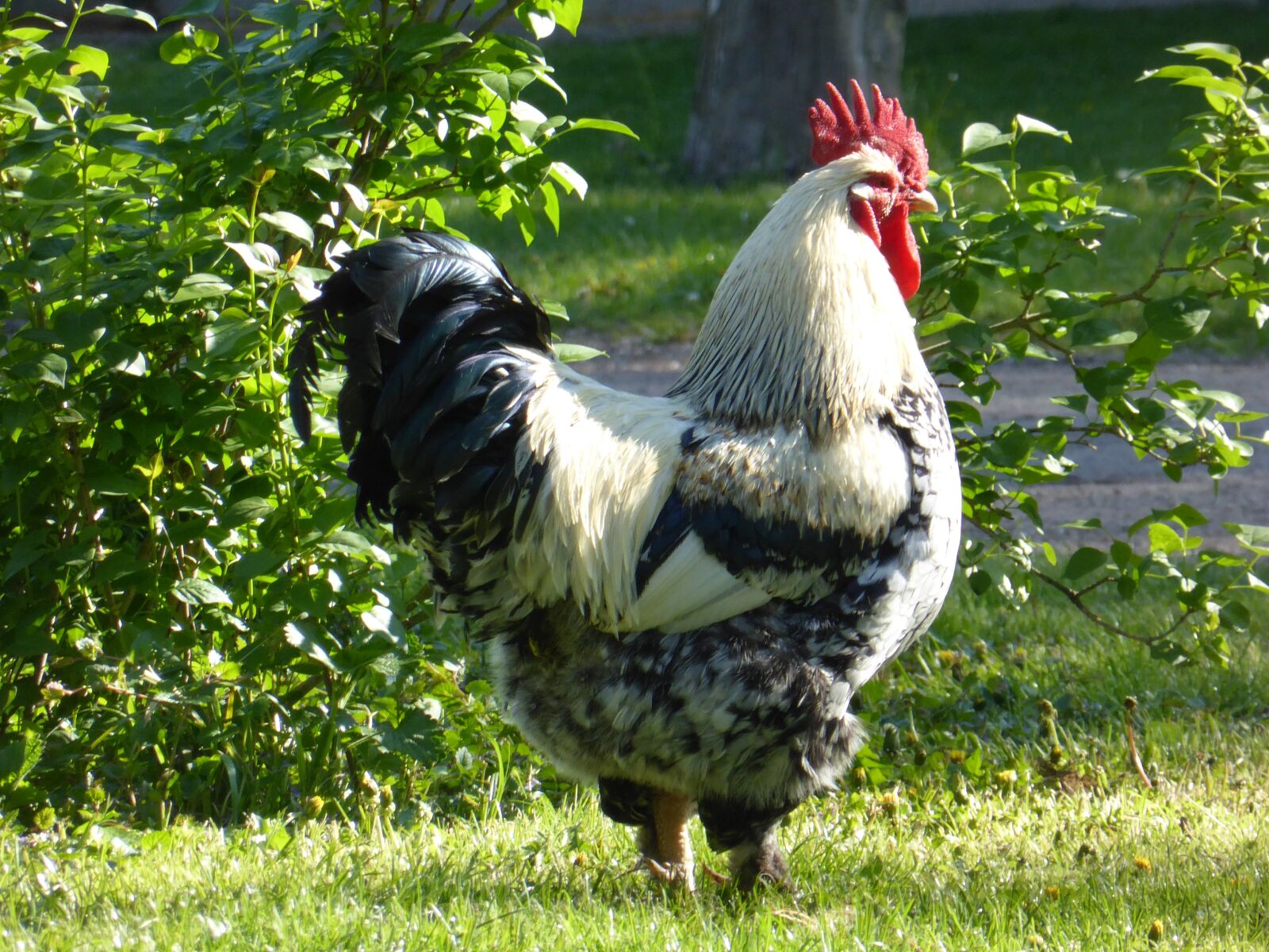 Panasonic Lumix DMC-ZS30 (Lumix DMC-TZ40) sample photo. Hahn, bird, poultry photography