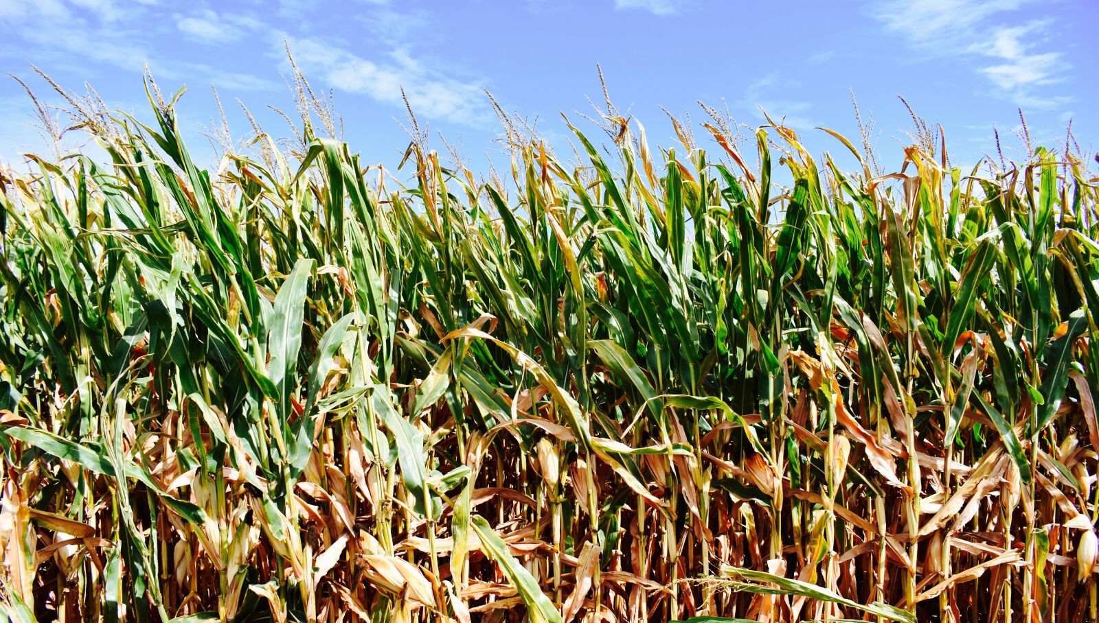 Nikon D3400 sample photo. Corn, fall, autumn photography