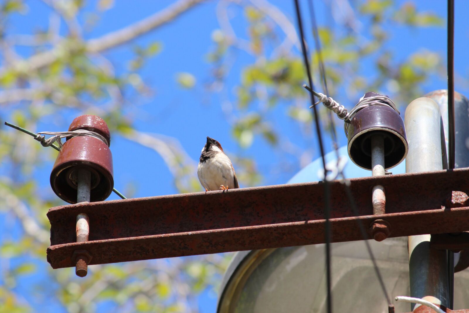 Canon EOS 1200D (EOS Rebel T5 / EOS Kiss X70 / EOS Hi) sample photo. Sparrow, home sparrow, south photography