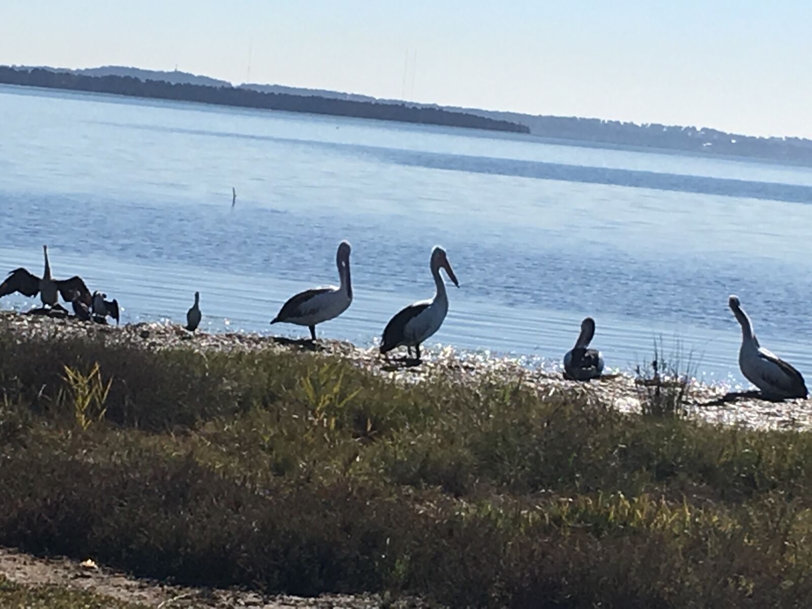Apple iPhone 6s Plus sample photo. Pelicans at tuggerah lake photography
