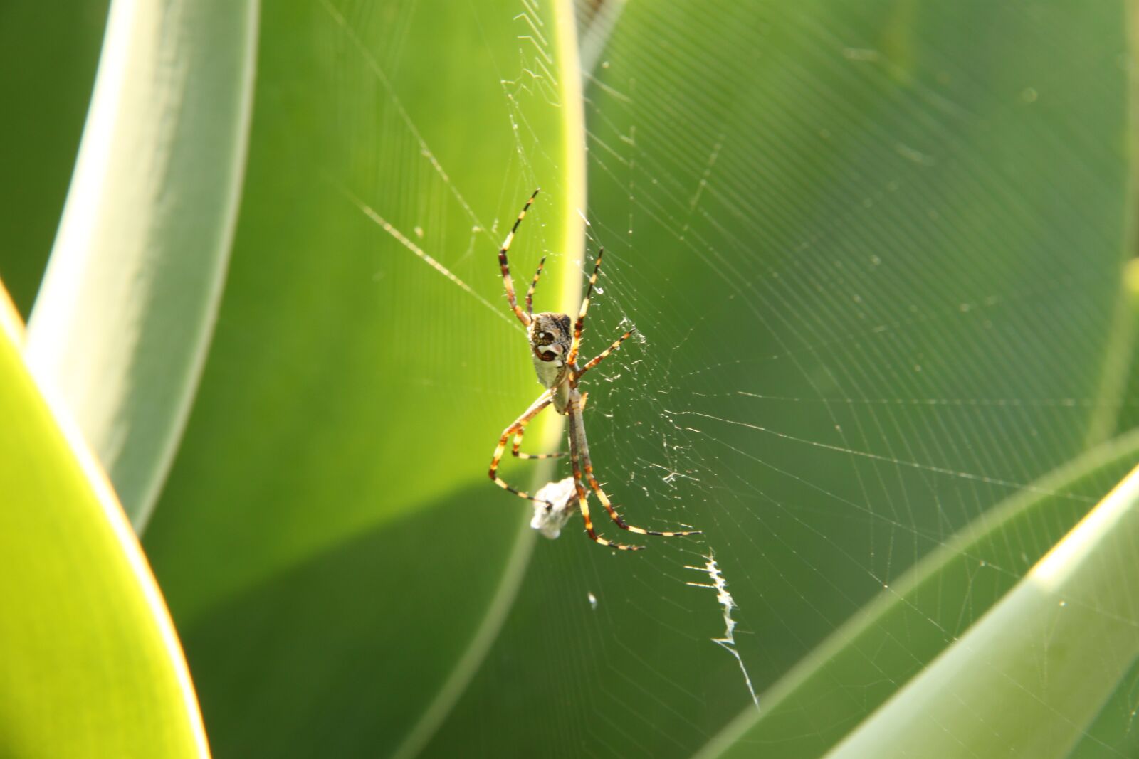 Canon EOS 500D (EOS Rebel T1i / EOS Kiss X3) sample photo. Spider, web, cobweb photography