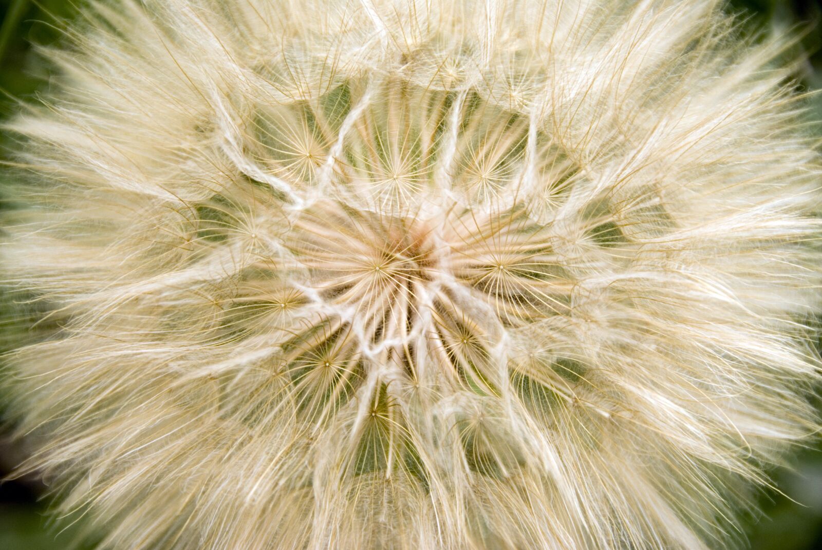 Nikon D200 sample photo. Common dandelion, wild plant photography