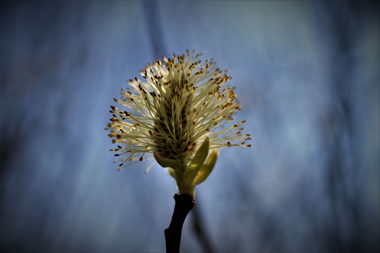 Canon EOS 7D sample photo. Willow catkin, pasture, backlighting photography