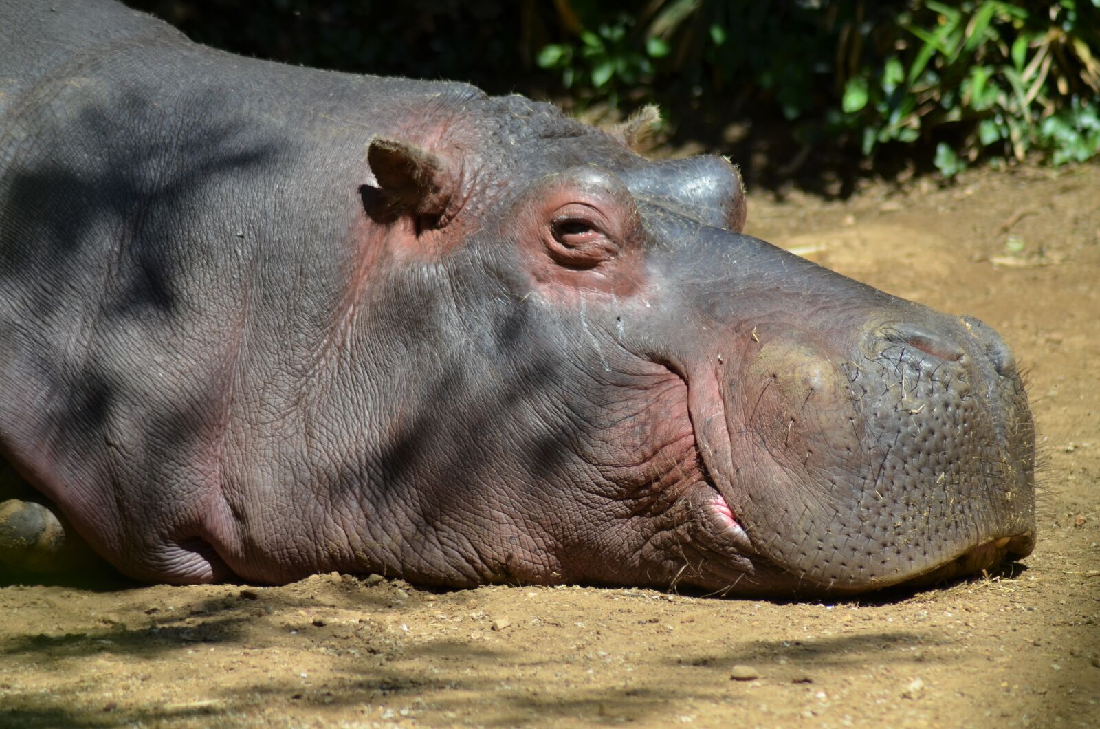 Nikon D5100 sample photo. Hippopotamus, animals, mammal photography