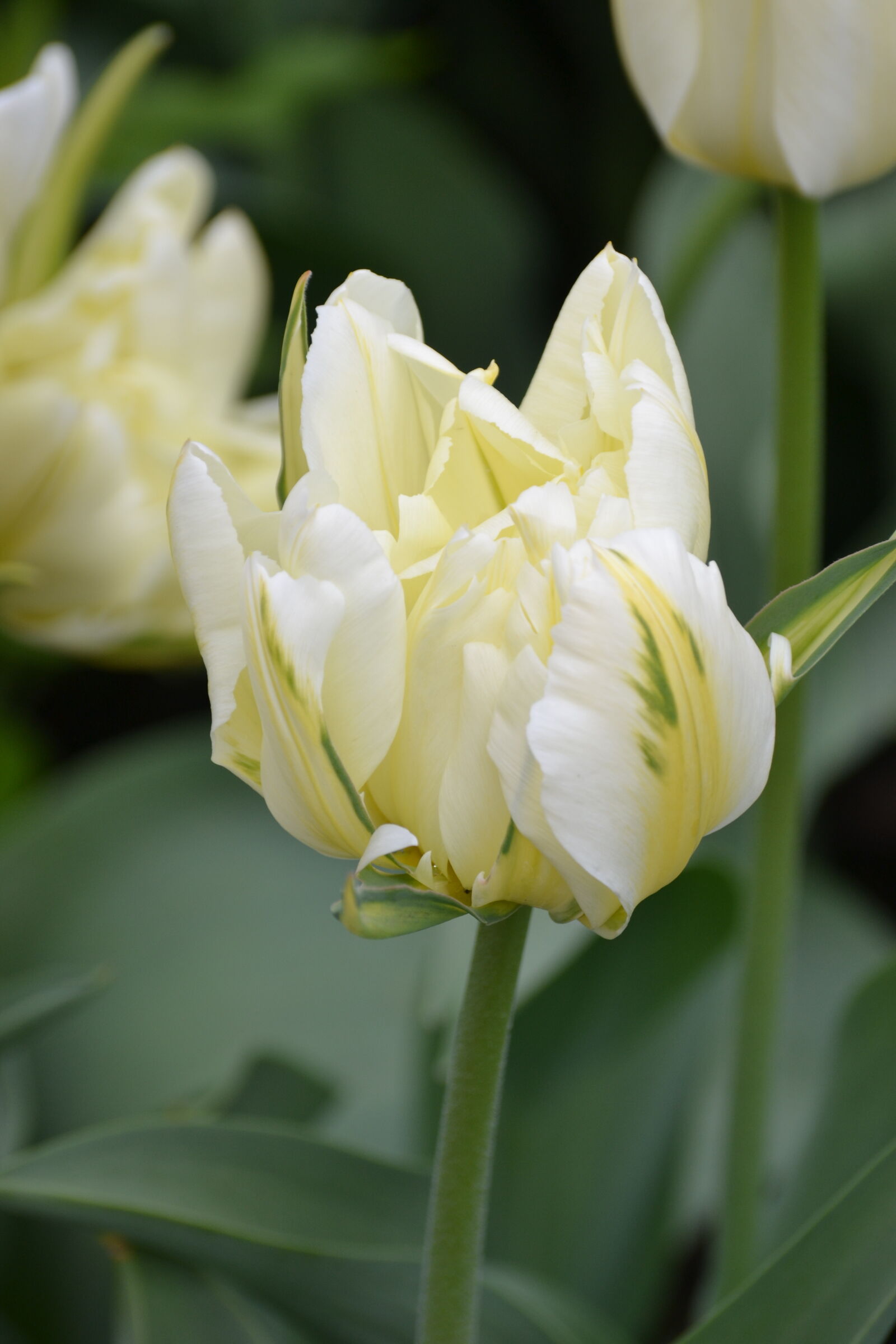 Nikon D3100 sample photo
