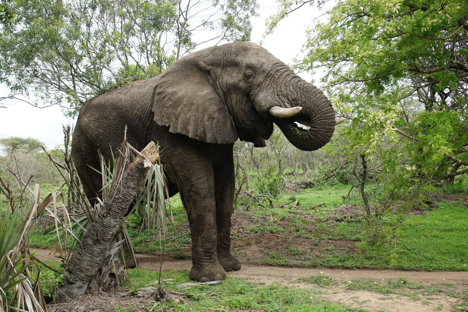 Sony SLT-A33 sample photo. Elephant, game, reserve photography