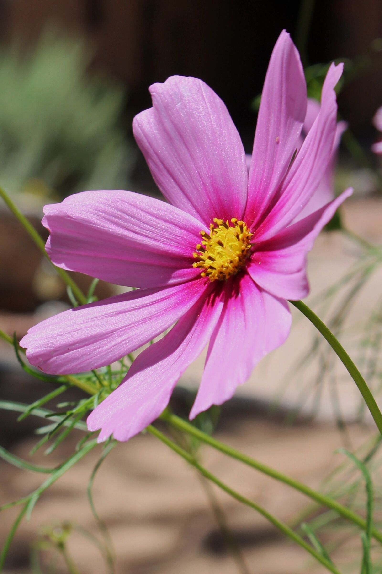 Canon EOS 1100D (EOS Rebel T3 / EOS Kiss X50) sample photo. Pink flower, garden, summer photography