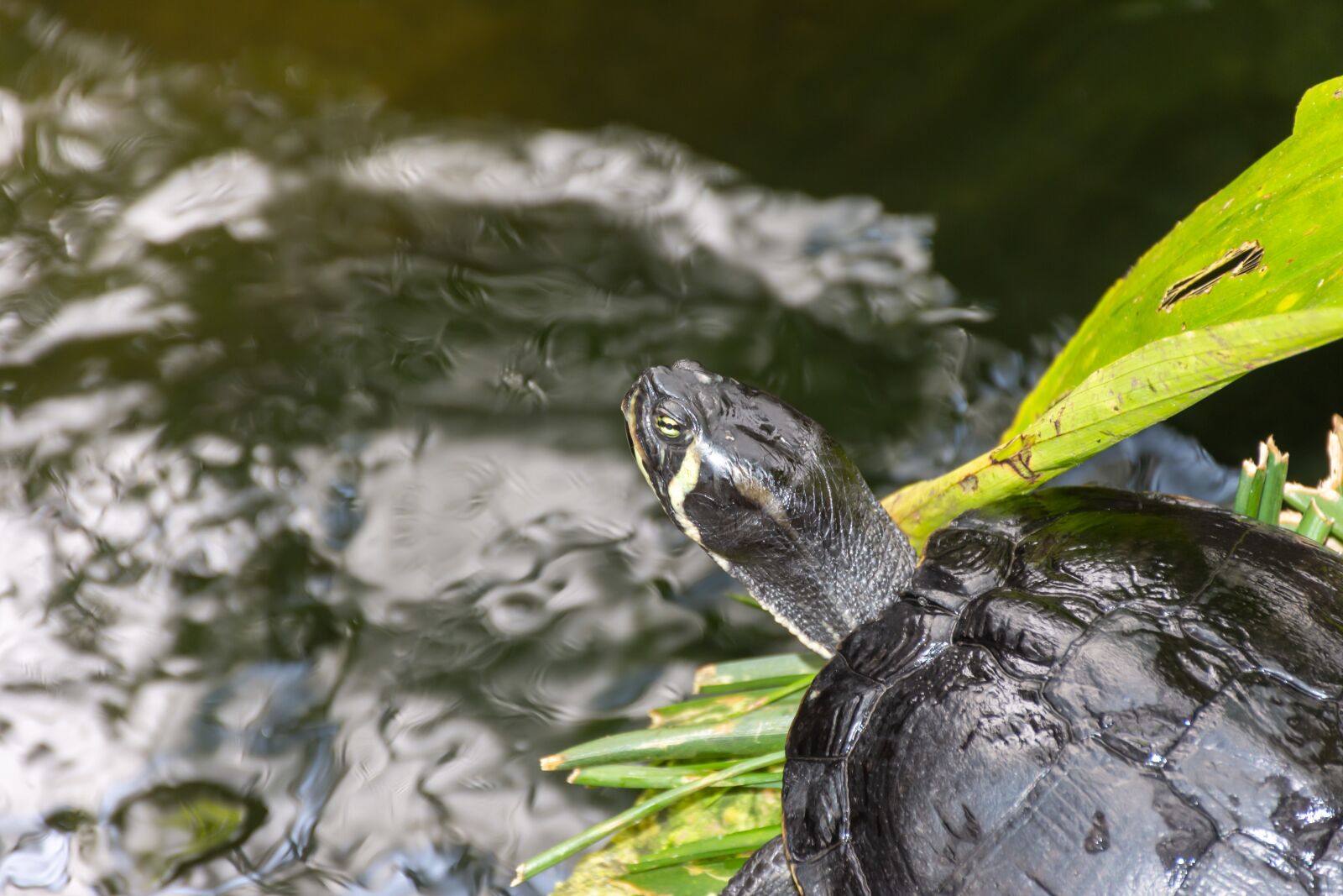 Nikon D7200 sample photo. Turtle, reptile, reptiles photography
