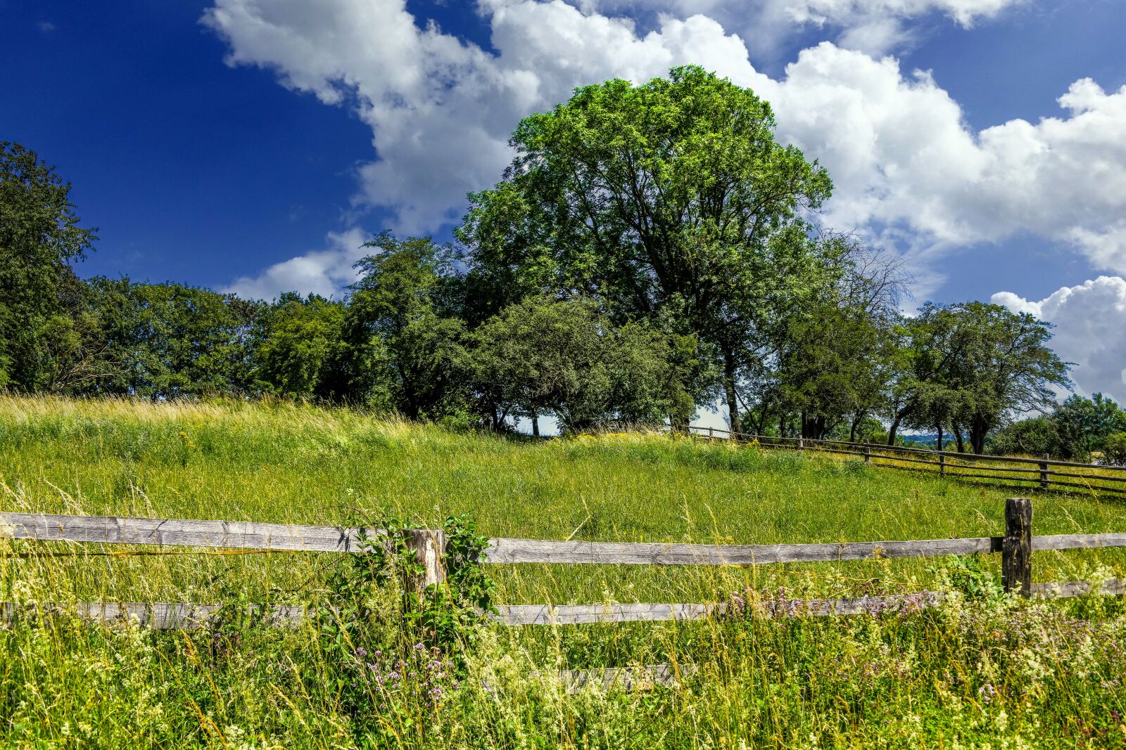 Nikon D850 sample photo. Meadow, wood fence, nature photography