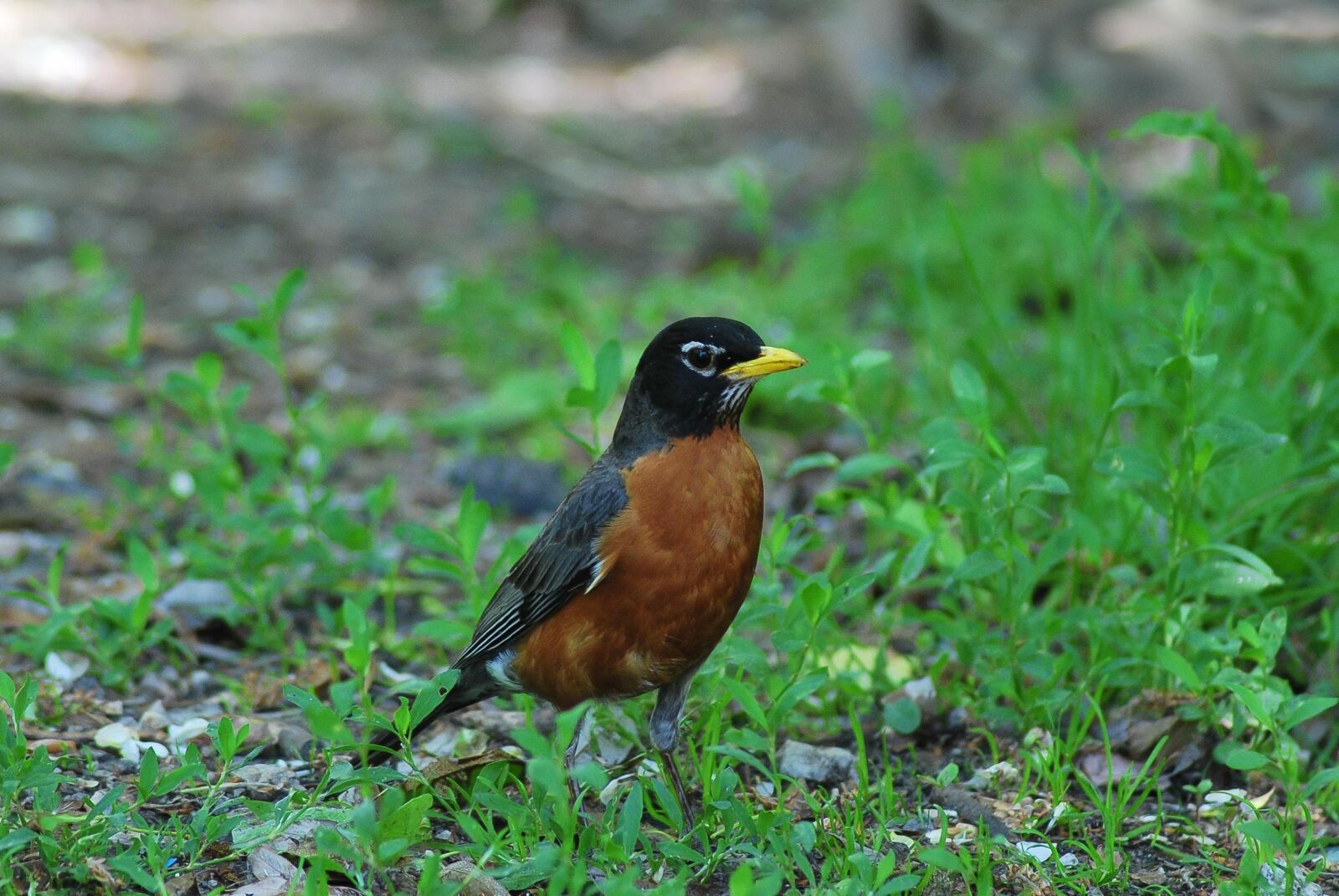 Nikon D60 sample photo. Bird, wings, na photography