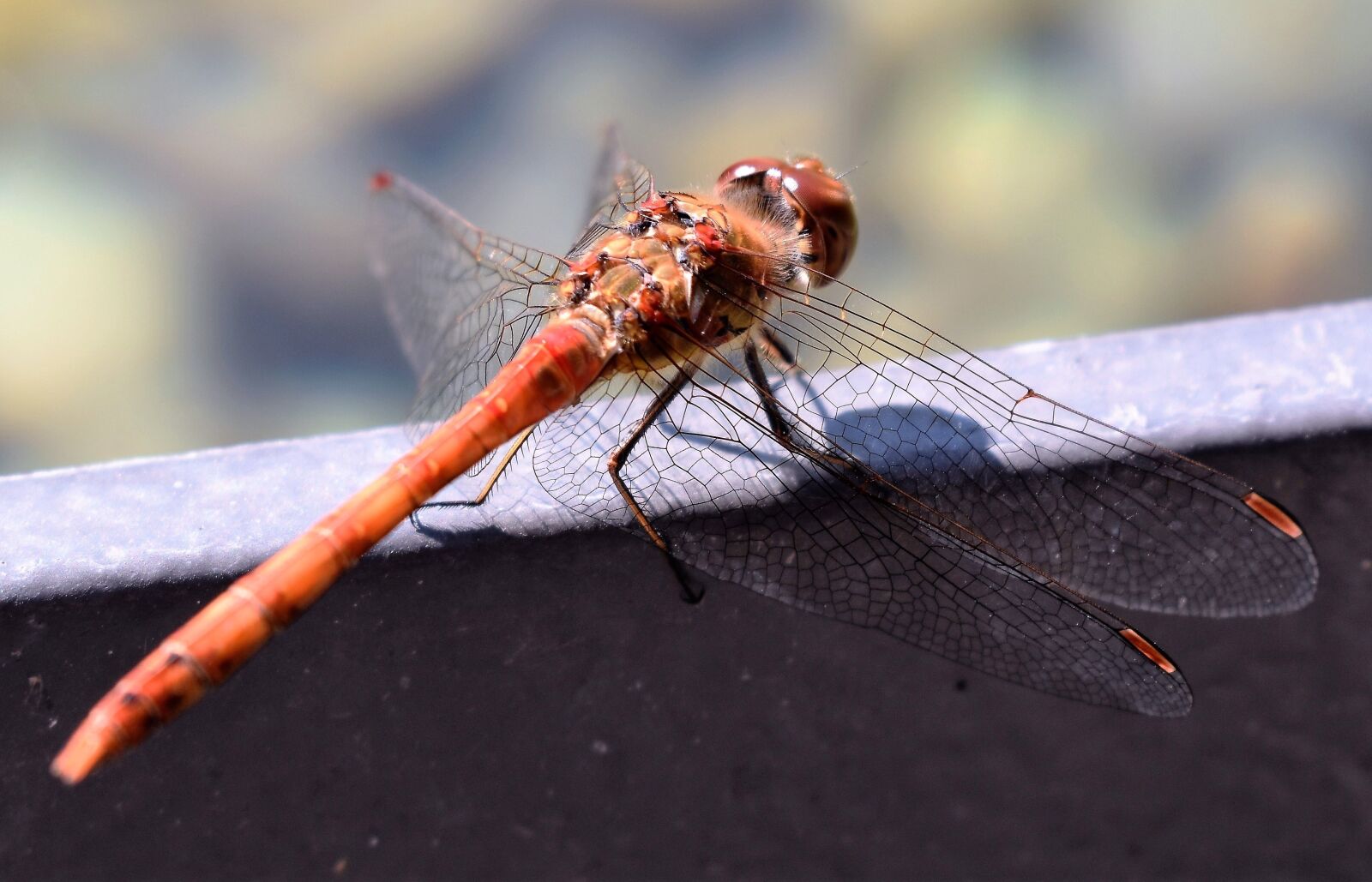 Nikon D5500 sample photo. Dragonfly, animal, close up photography