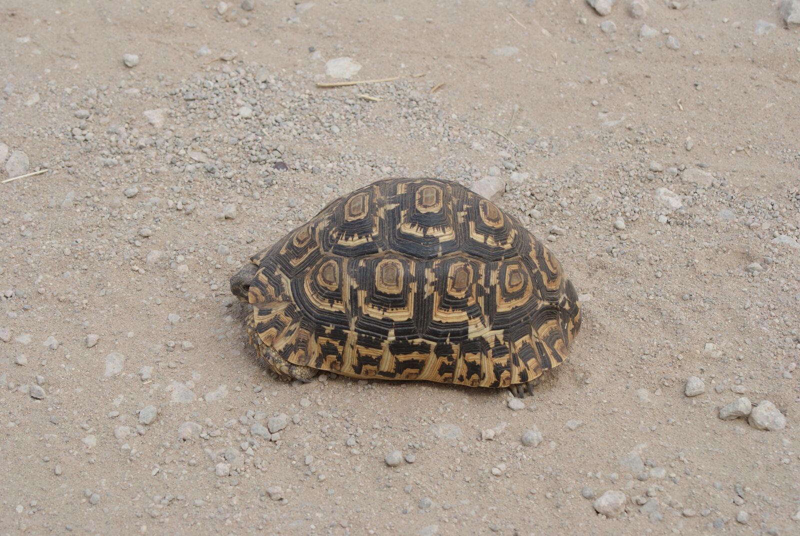Sony Alpha DSLR-A230 sample photo. Tortoise, africa, wildlife photography