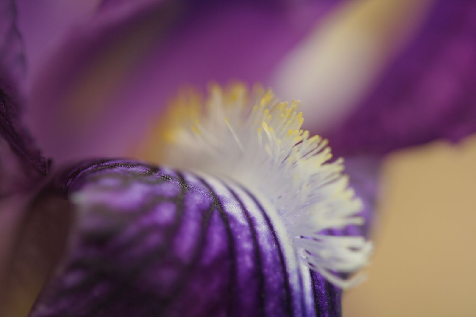 Canon EOS 350D (EOS Digital Rebel XT / EOS Kiss Digital N) sample photo. Iris, flower, violet photography
