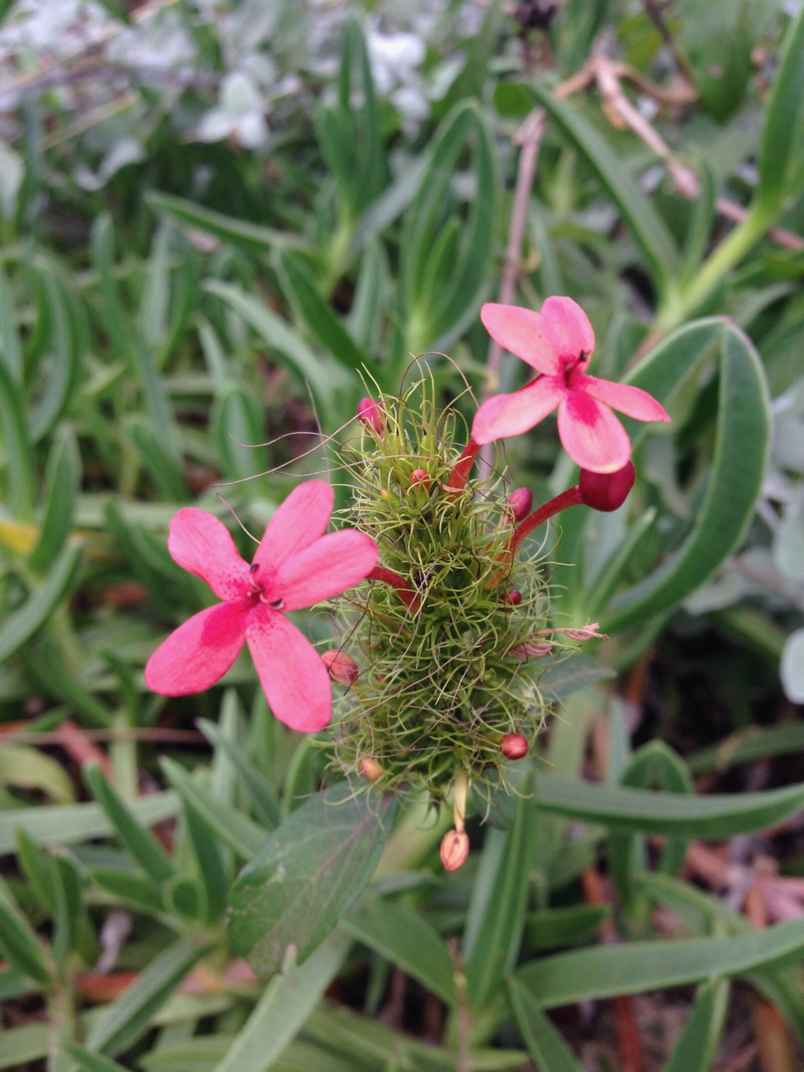 iPhone 5 back camera 4.12mm f/2.4 sample photo. Nature, flowers, beauty photography