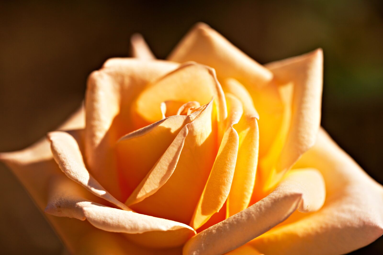 Canon EOS 5D Mark II sample photo. Rose, flower, plant photography