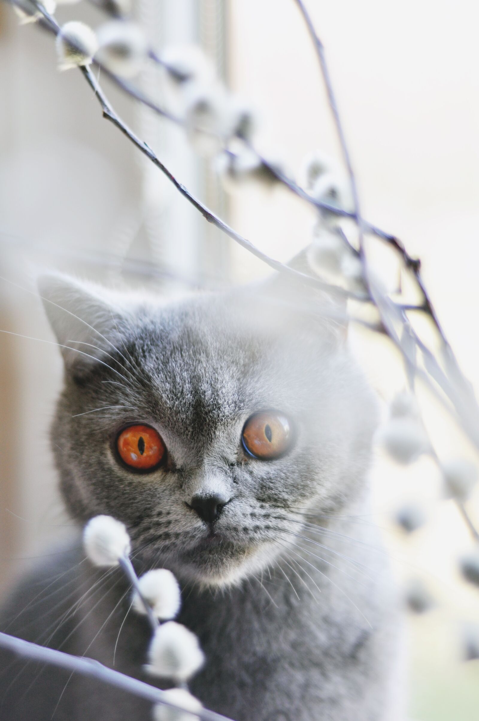 Nikon D90 sample photo. Cat, british shorthair cat photography