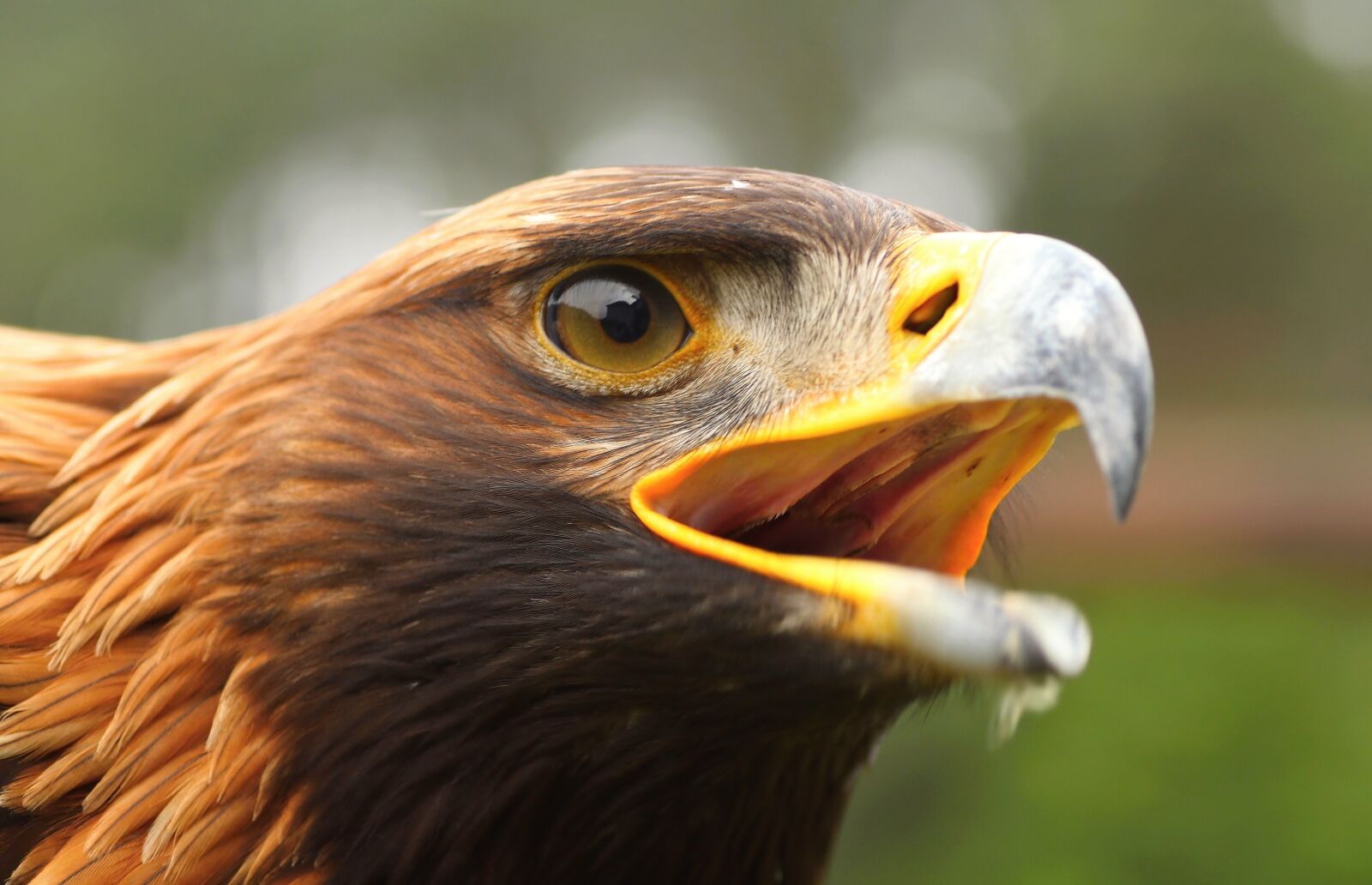 Canon EOS 650D (EOS Rebel T4i / EOS Kiss X6i) sample photo. Eagle rock, eagle, predators photography