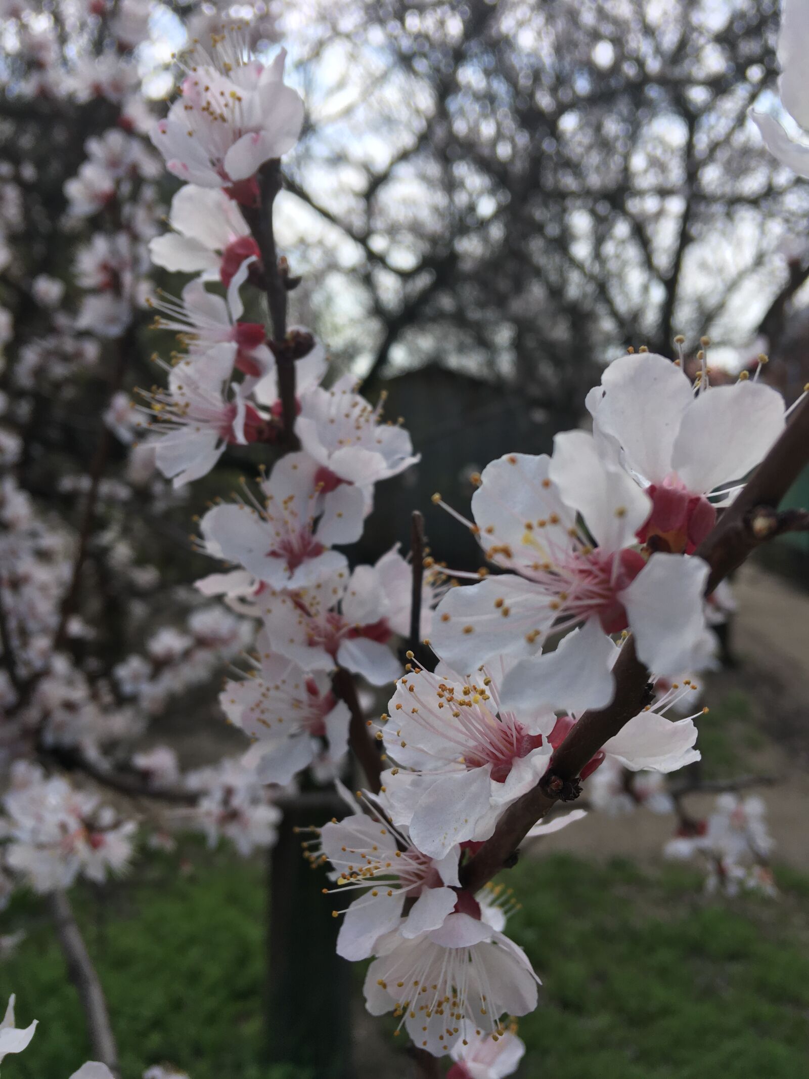 Apple iPhone SE sample photo. Cherry, bloom, spring photography