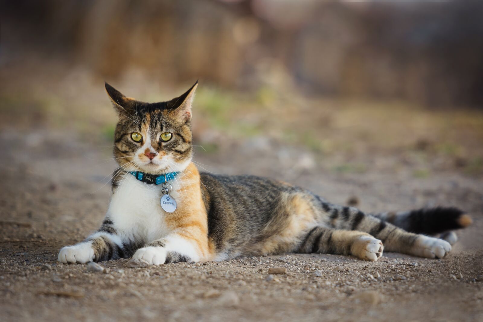 Nikon D7200 sample photo. Nature, animal, mammal photography