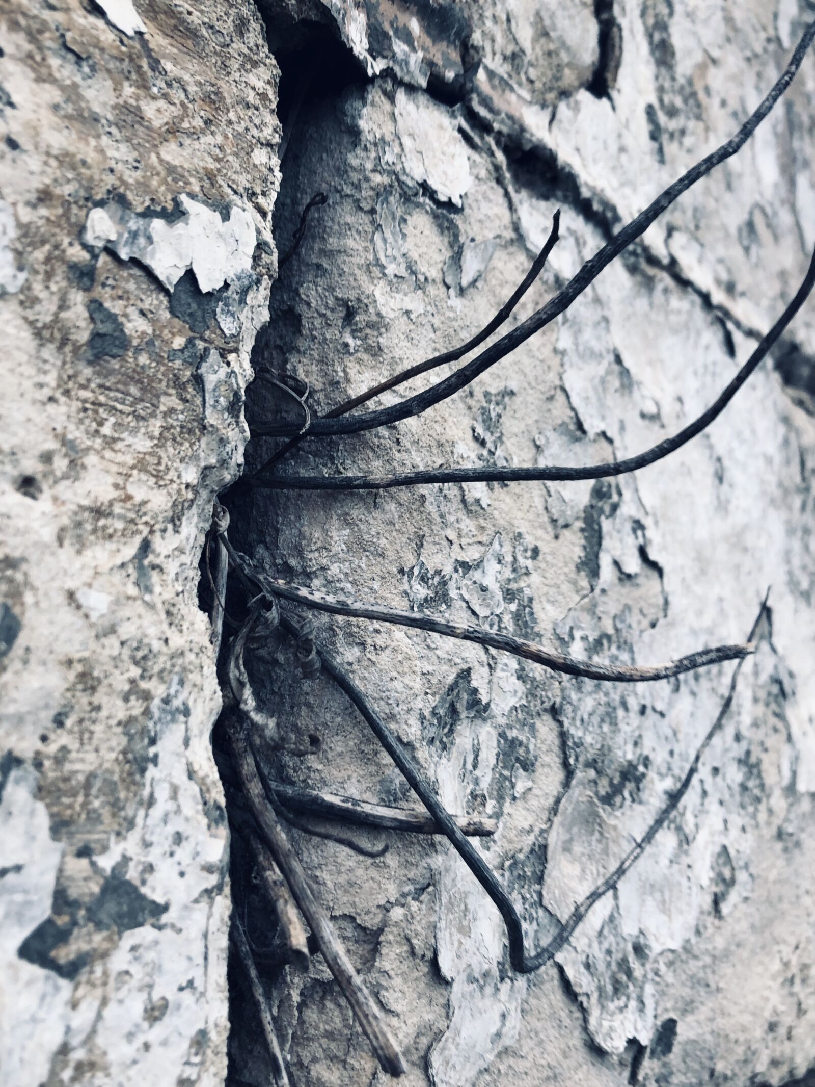 iPhone 8 back camera 3.99mm f/1.8 sample photo. Wall, plant, nature photography