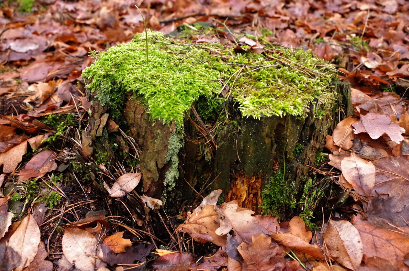 Pentax K-50 sample photo. Pr chniej cy stock photography