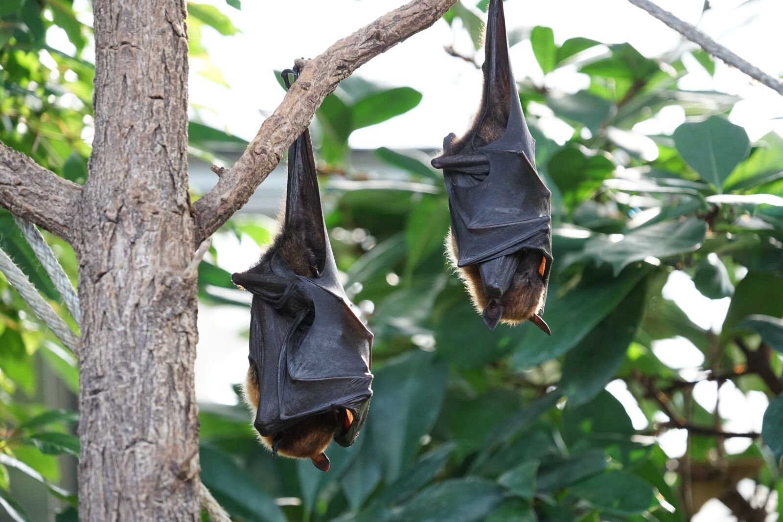 Sony FE 70-300mm F4.5-5.6 G OSS sample photo. Flying foxes, bat, tropical photography