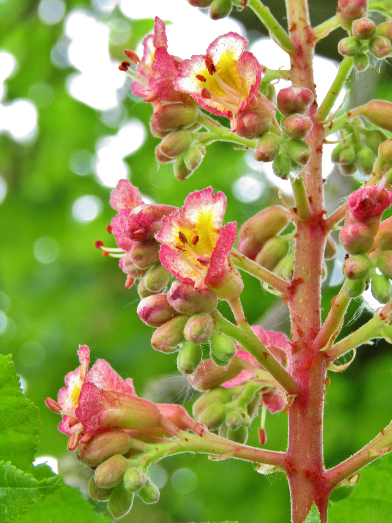 Canon POWERSHOT SX432 IS sample photo. Chestnut, chestnut blossom, flowers photography