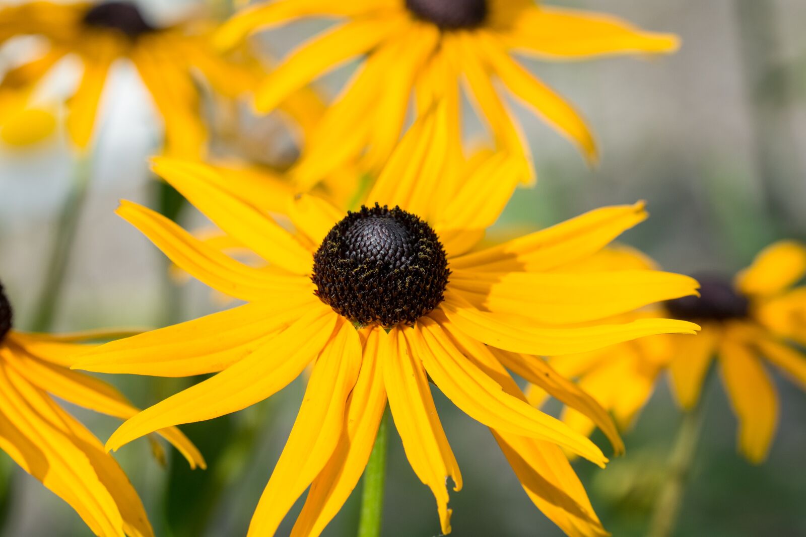 Nikon D7100 sample photo. Coneflower, echinacea, yellow photography
