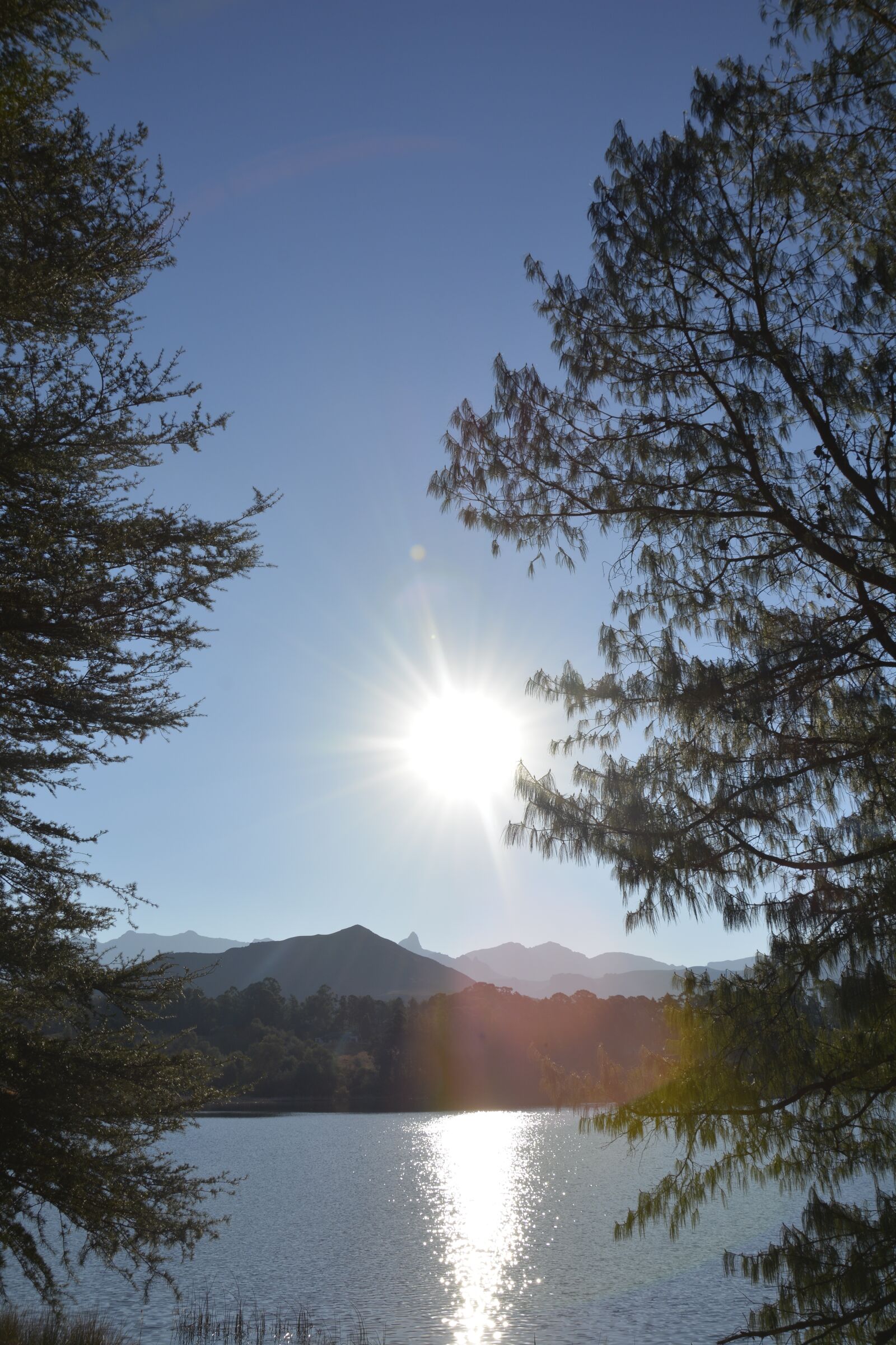 Nikon D7100 sample photo. Sun through the trees photography