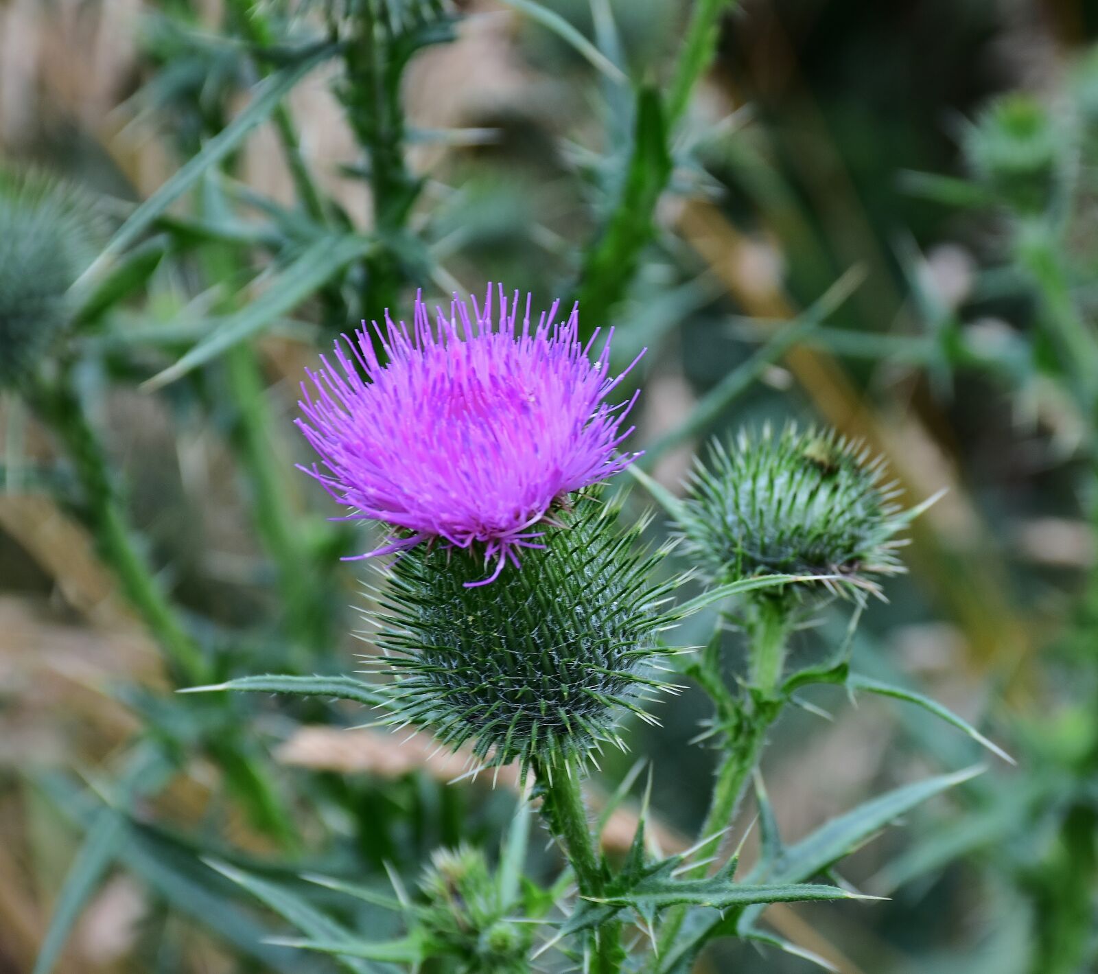 Nikon D7200 sample photo. Thistle, acker thistle, creeping photography