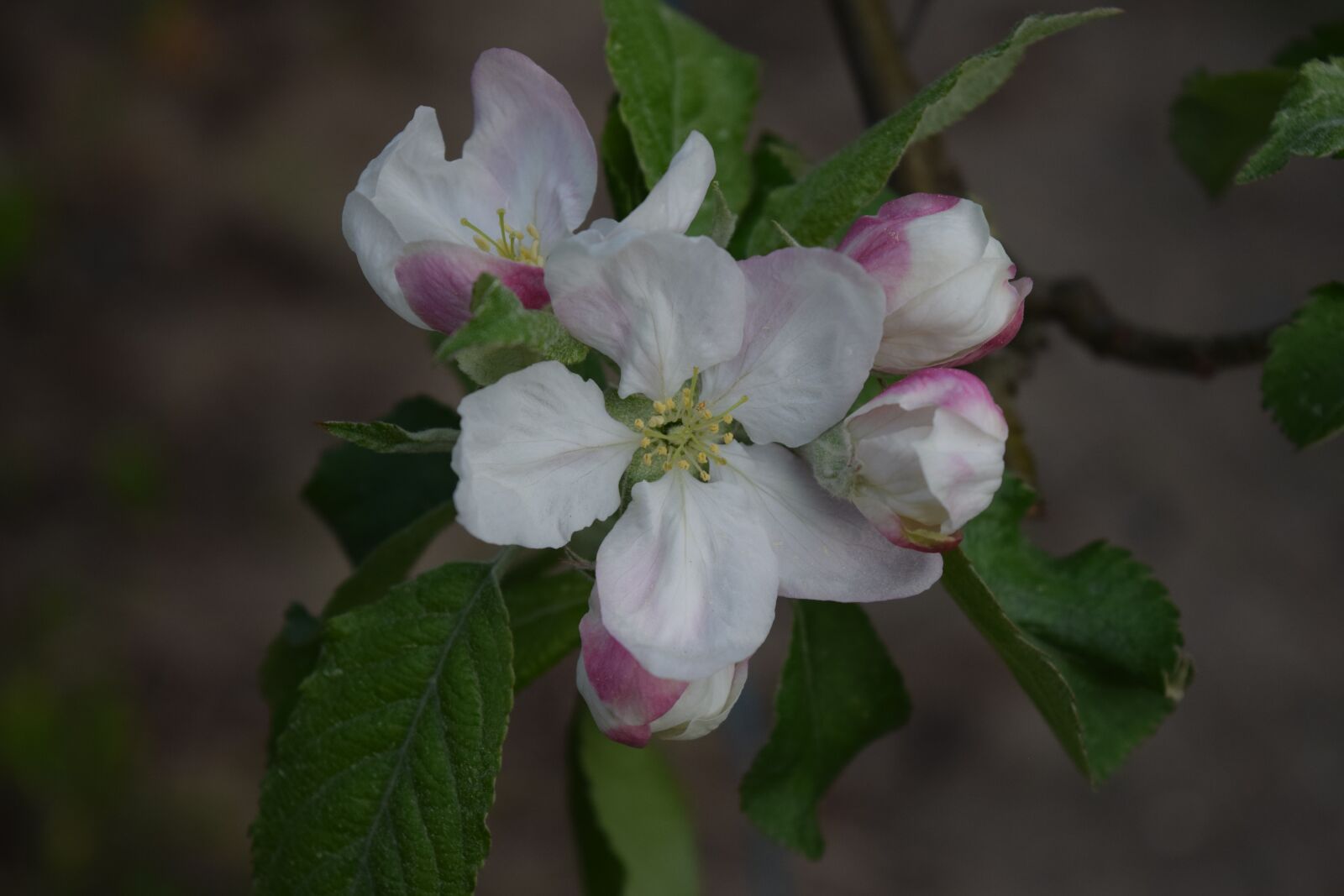 Nikon D3300 sample photo. Apple, flower, petal photography