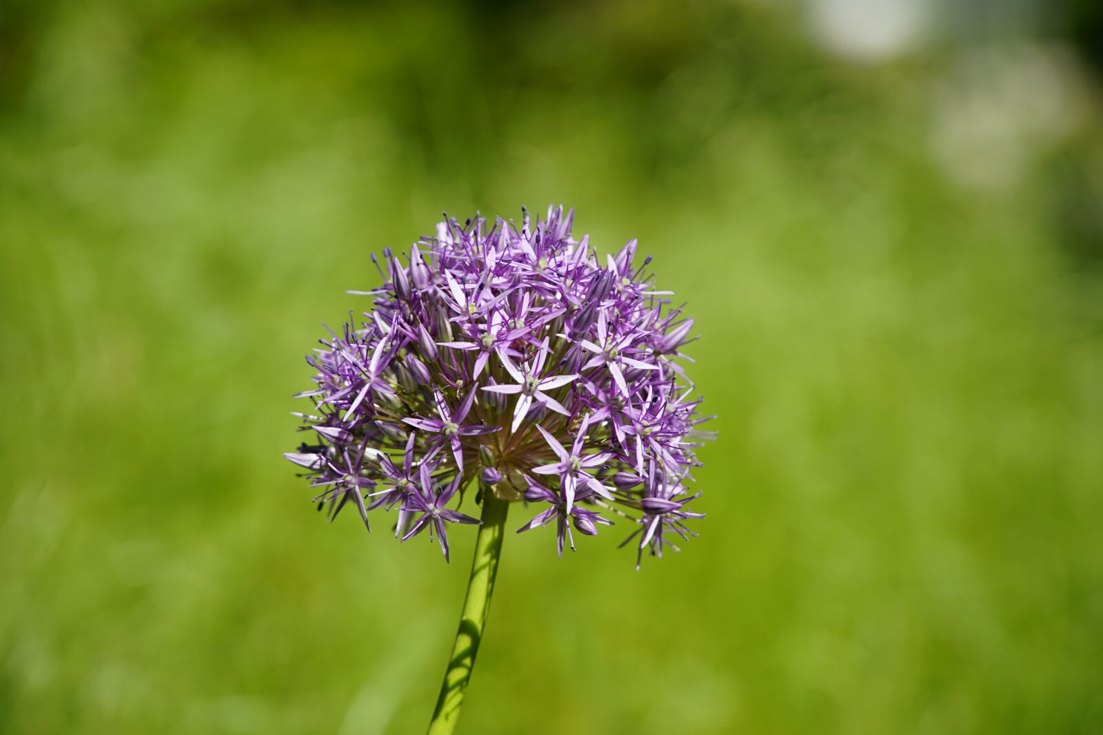 Sony a7R II sample photo. Violet, flowers, allium photography
