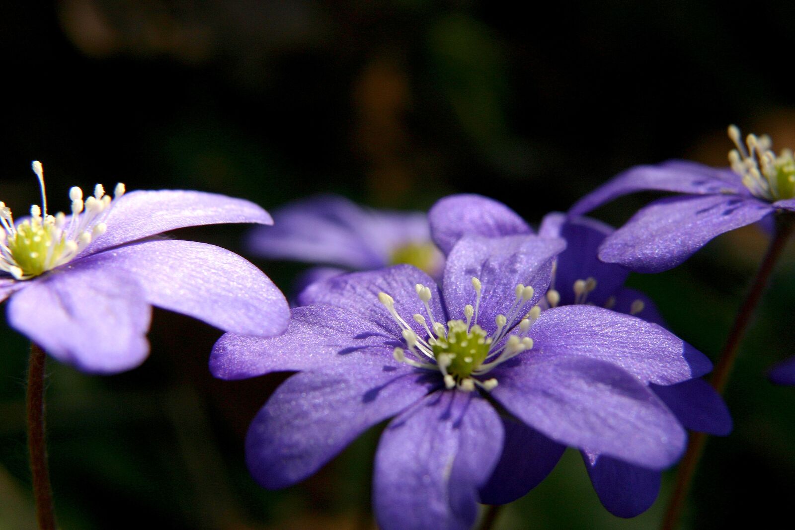 Canon EOS 300D (EOS Digital Rebel / EOS Kiss Digital) sample photo. Blue anemone, spring, flower photography