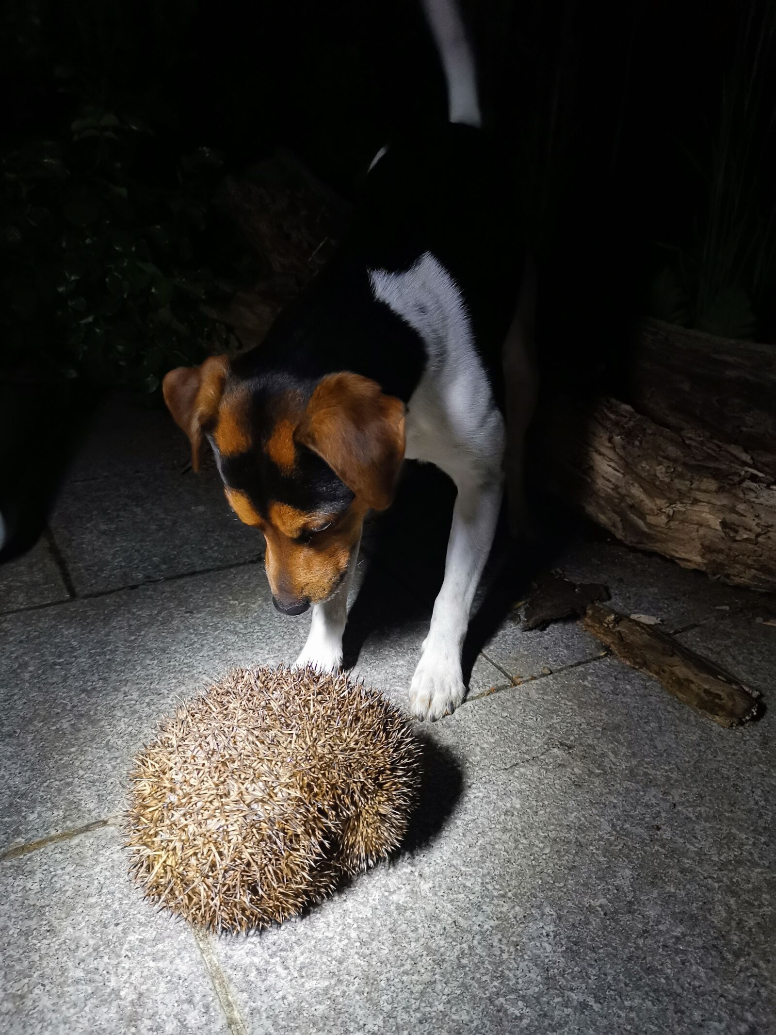 HUAWEI LYA-L29 sample photo. Dog, hedgehog, animals photography