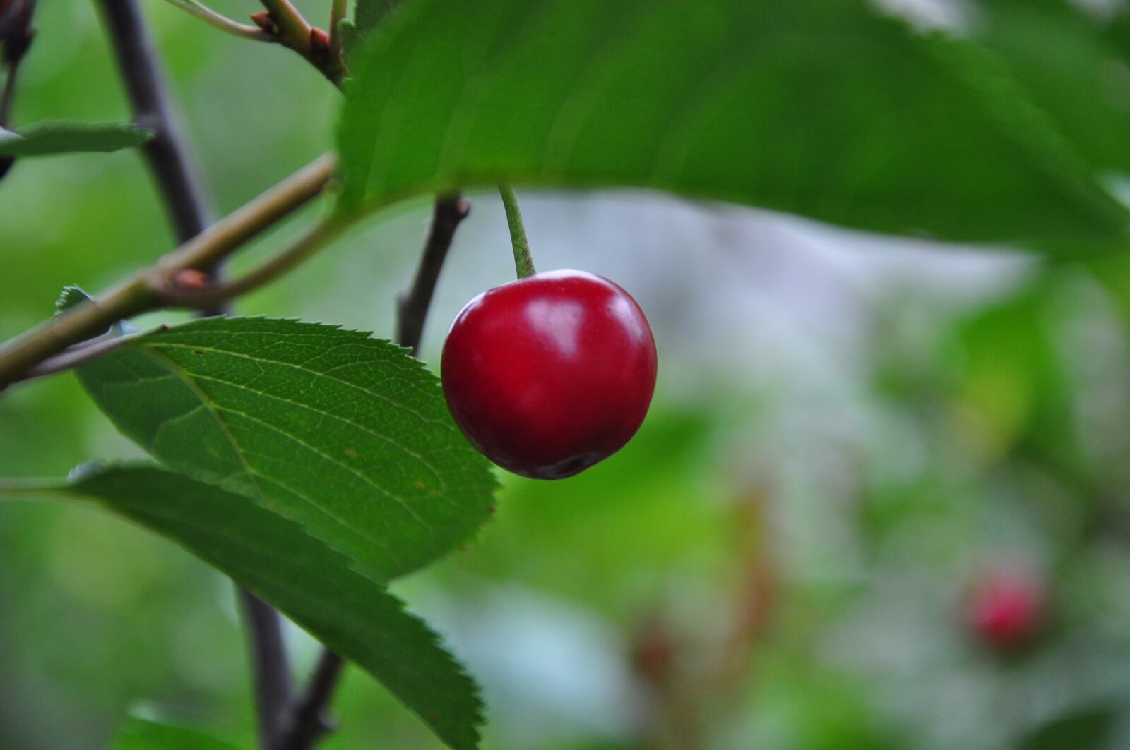 Nikon D5000 sample photo. Cherry, nature, fruit photography