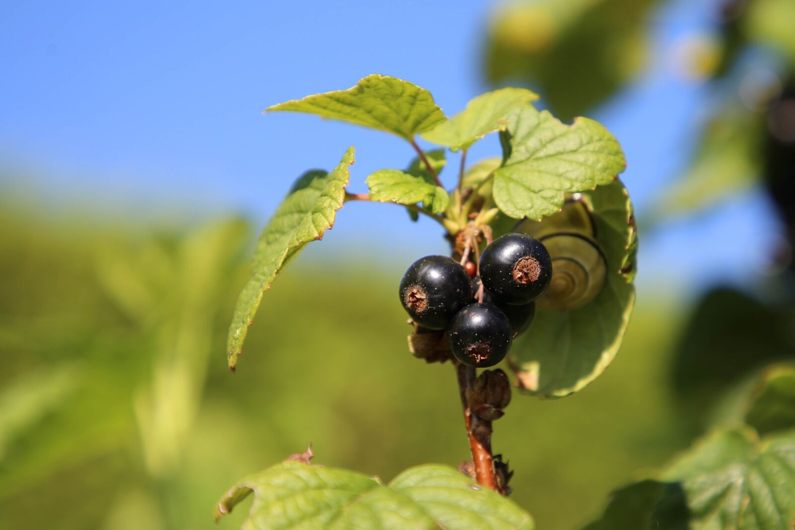 Canon EF 24-105mm F4L IS II USM sample photo. Currants, fruit, garden photography