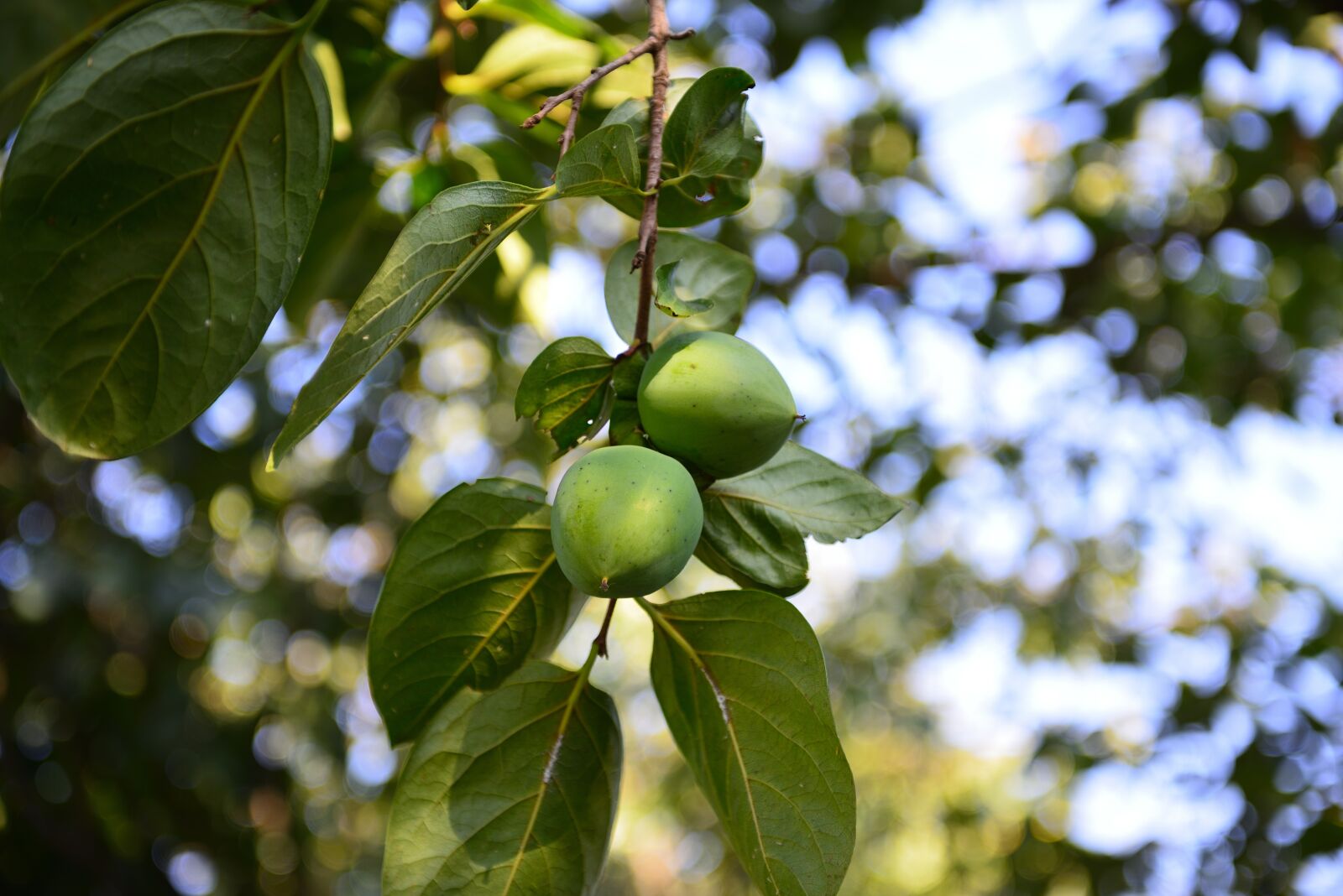 Nikon D800 sample photo. Home, naganeupseong, suncheon photography