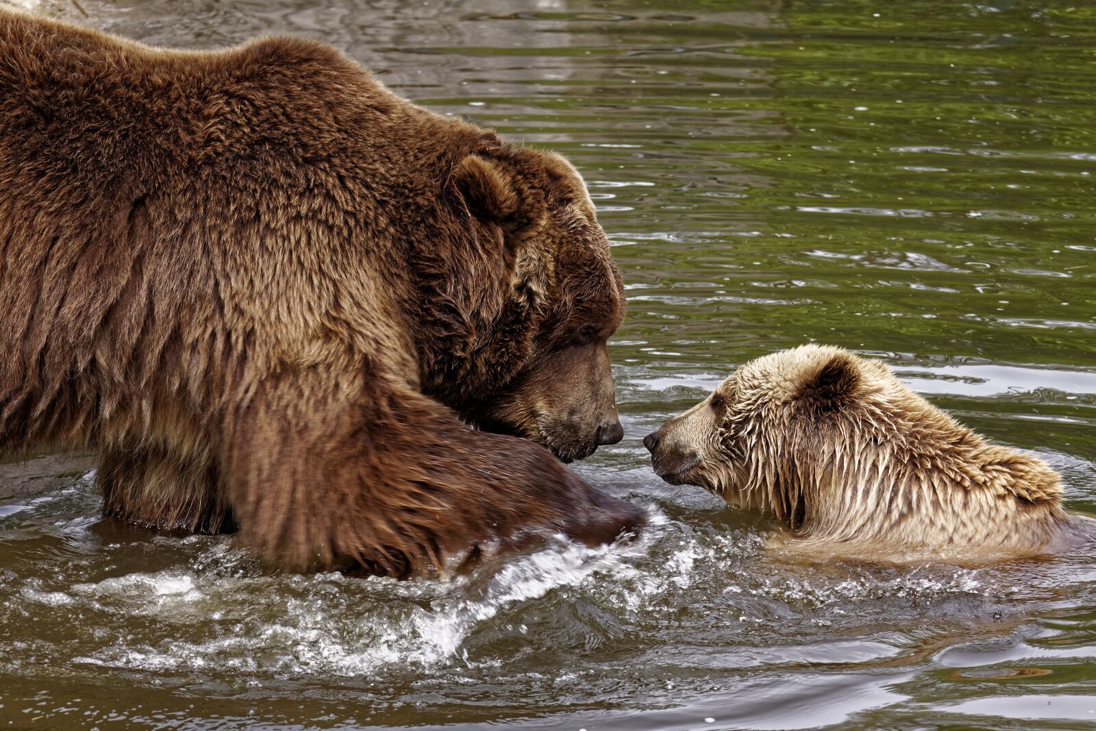 Canon EOS 50D sample photo. Zoo, animal world, predator photography