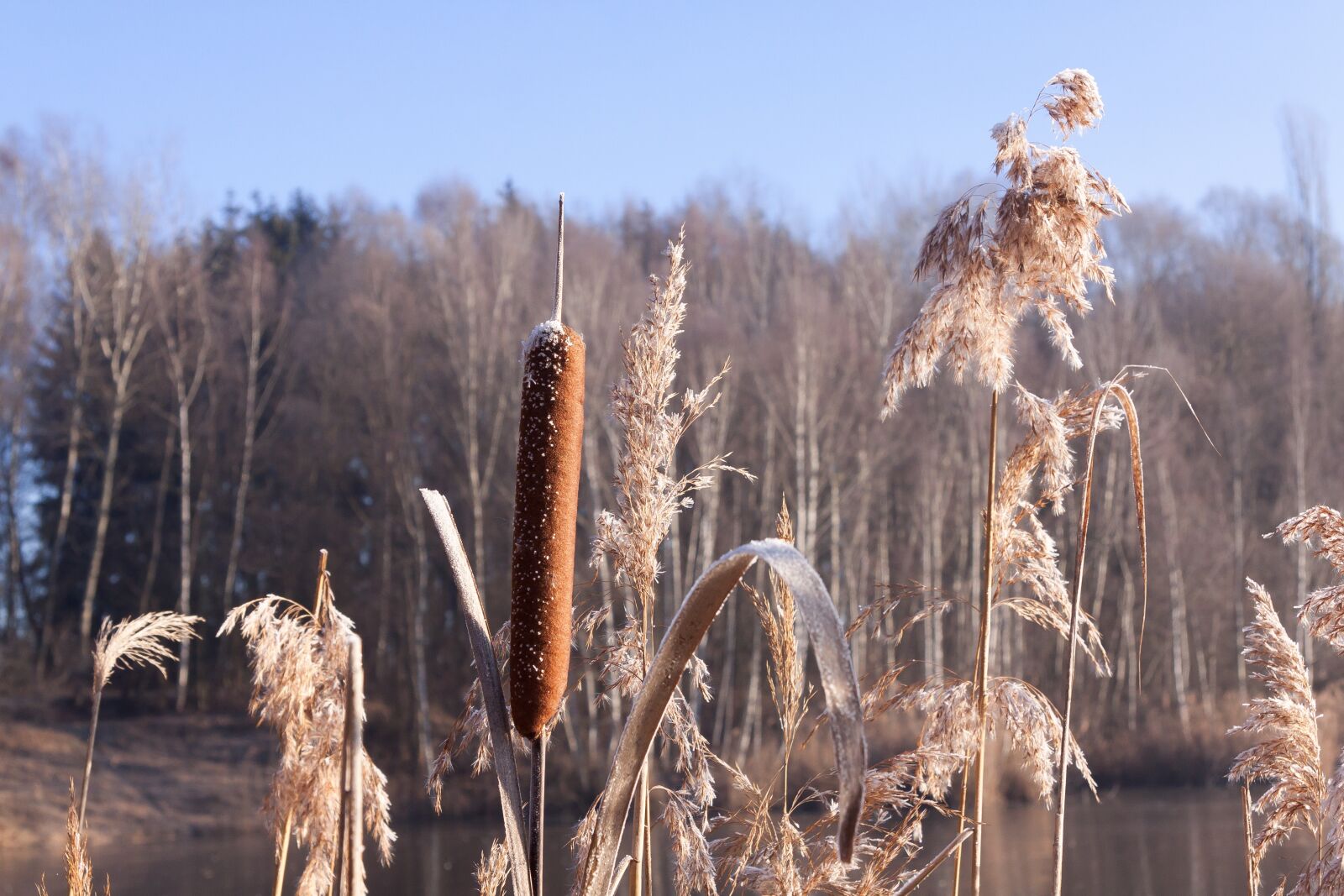 Canon EF-S 17-85mm F4-5.6 IS USM sample photo. Cattail, typha, flying seeds photography