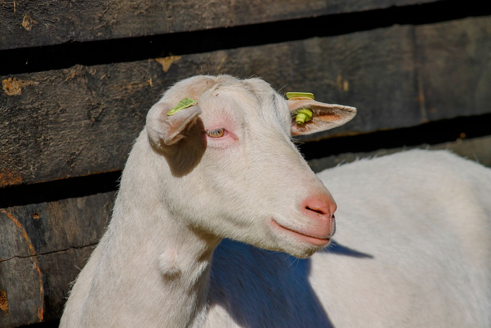 Canon EOS 1100D (EOS Rebel T3 / EOS Kiss X50) sample photo. Goat, domestic goat, young photography