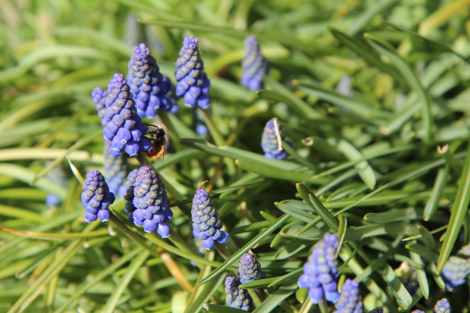 Canon EOS 600D (Rebel EOS T3i / EOS Kiss X5) sample photo. Muscari, bee, flowers photography