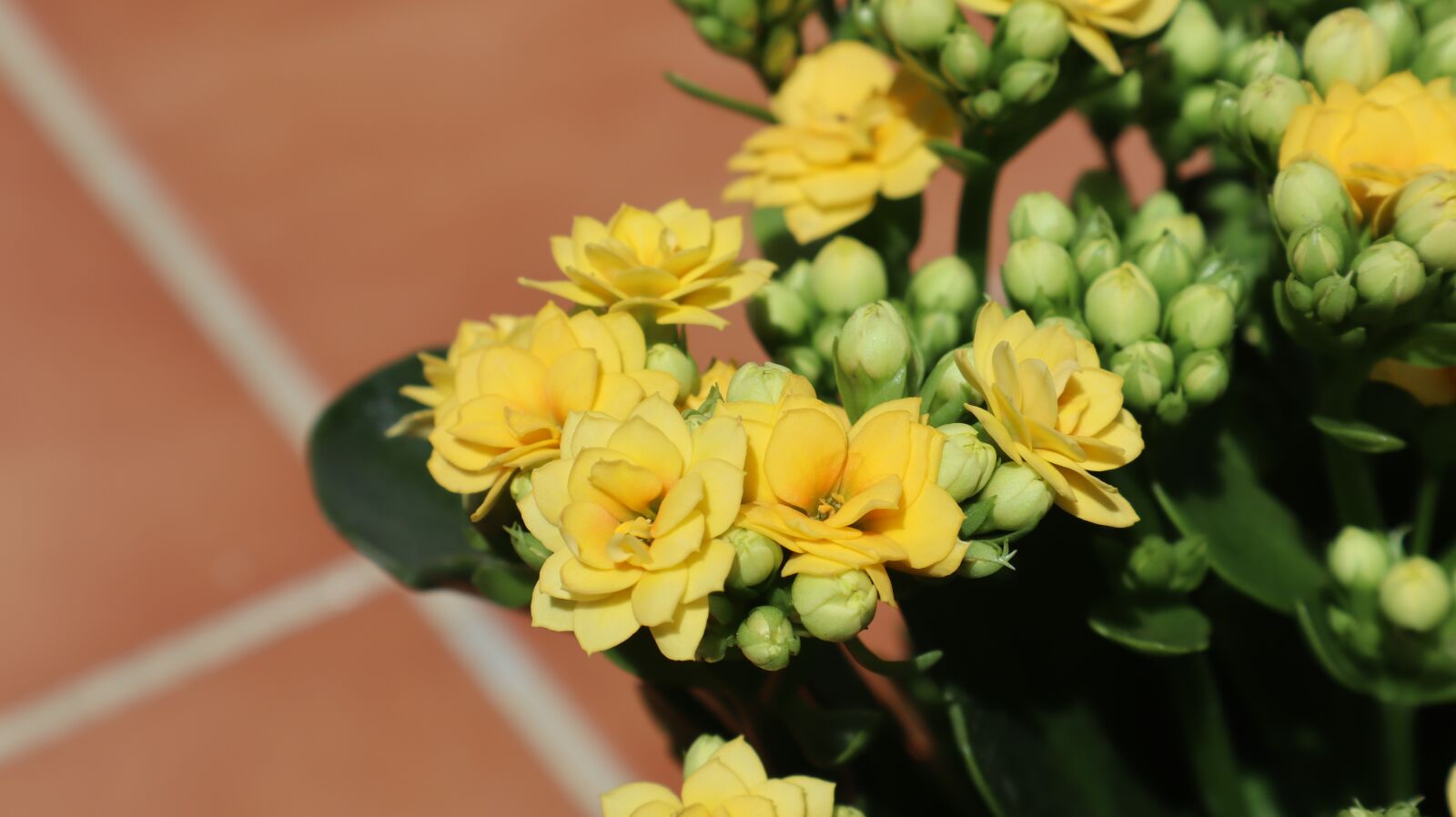 Canon EOS M50 (EOS Kiss M) sample photo. Flowers, yellow, kalanchoe photography
