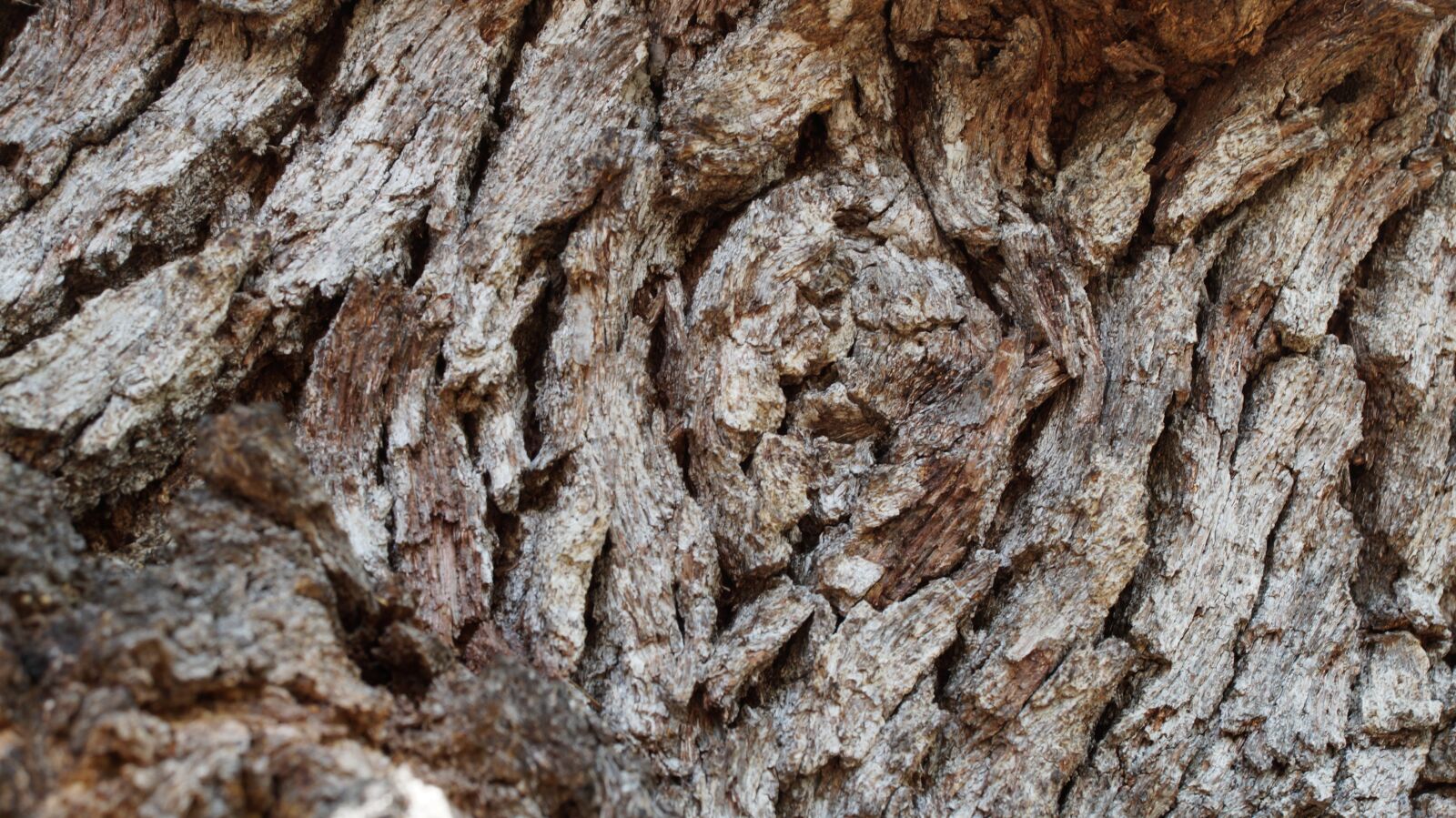 Sony Alpha a3000 + Sony E 18-55mm F3.5-5.6 OSS sample photo. Oak tree, tree, nature photography