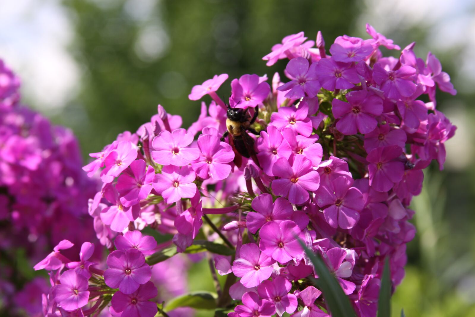 Canon EOS 50D sample photo. Flowers, bee, bumblebee photography