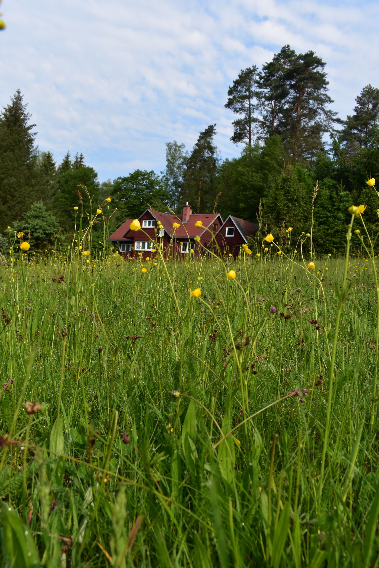 Nikon D3400 sample photo. Forest, nature, trees photography