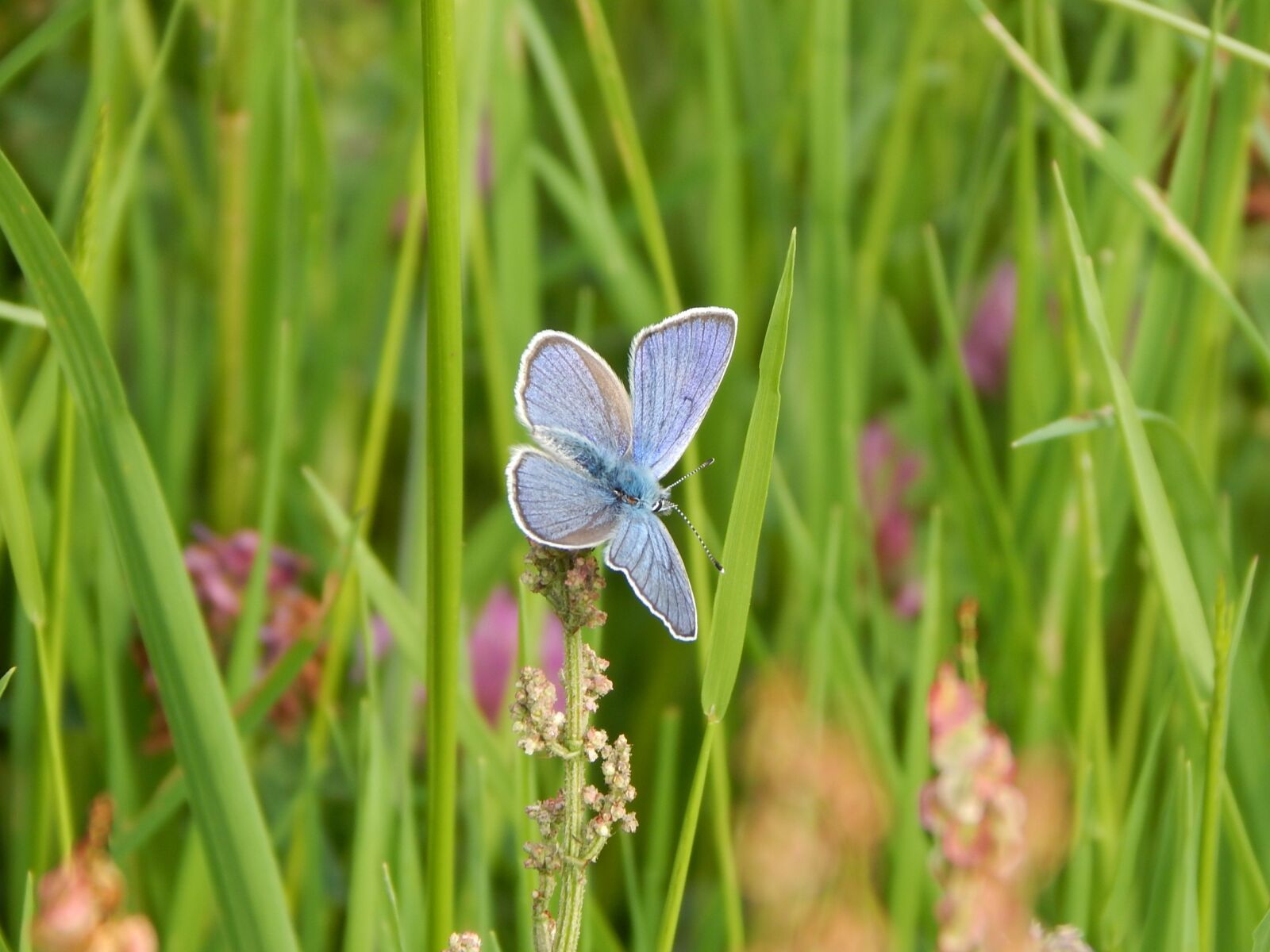 Nikon Coolpix L830 sample photo. Red clover-blue, common blue photography