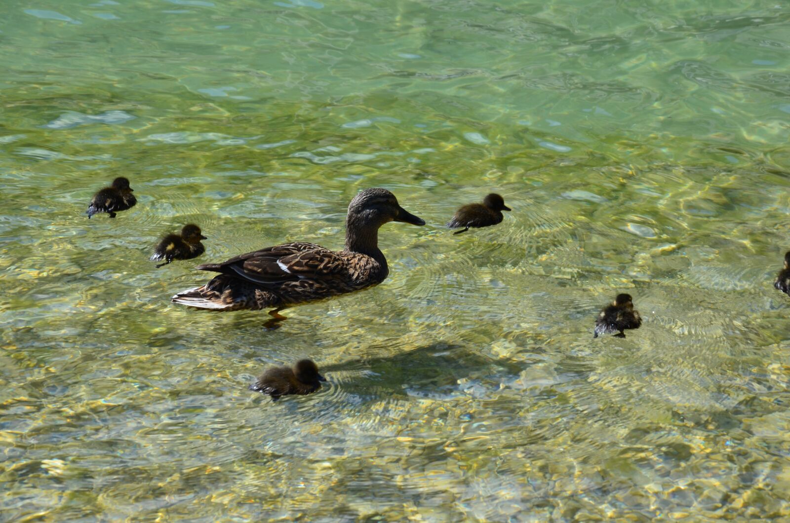 Nikon D7000 sample photo. Duck family, lake, bird photography