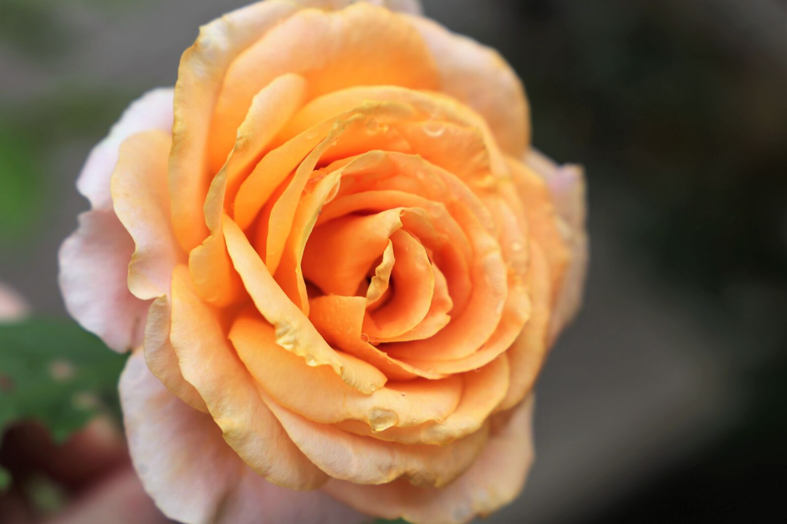 Canon EF 24-105mm F3.5-5.6 IS STM sample photo. Yellow rose golden medal photography
