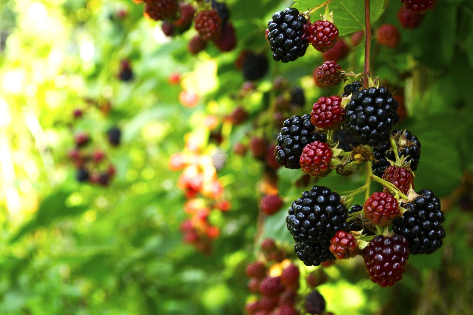 Nikon D3100 sample photo. Ozhina, fruit, garden photography